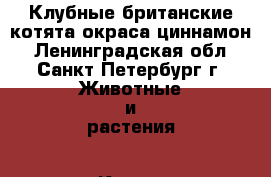 Клубные британские котята окраса циннамон - Ленинградская обл., Санкт-Петербург г. Животные и растения » Кошки   . Ленинградская обл.,Санкт-Петербург г.